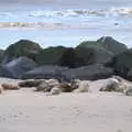 There's a larger group of seals near the rocks, To See the Seals, Horsey Gap, Norfolk - 10th January 2020