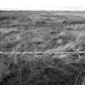 Stark barbed wire, To See the Seals, Horsey Gap, Norfolk - 10th January 2020