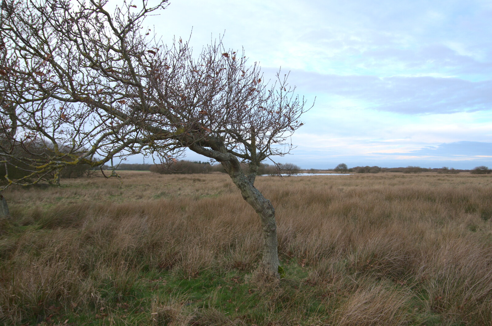 A stunted tree, blown over by the wind from To See the Seals, Horsey Gap, Norfolk - 10th January 2020