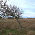 A stunted tree, blown over by the wind, To See the Seals, Horsey Gap, Norfolk - 10th January 2020