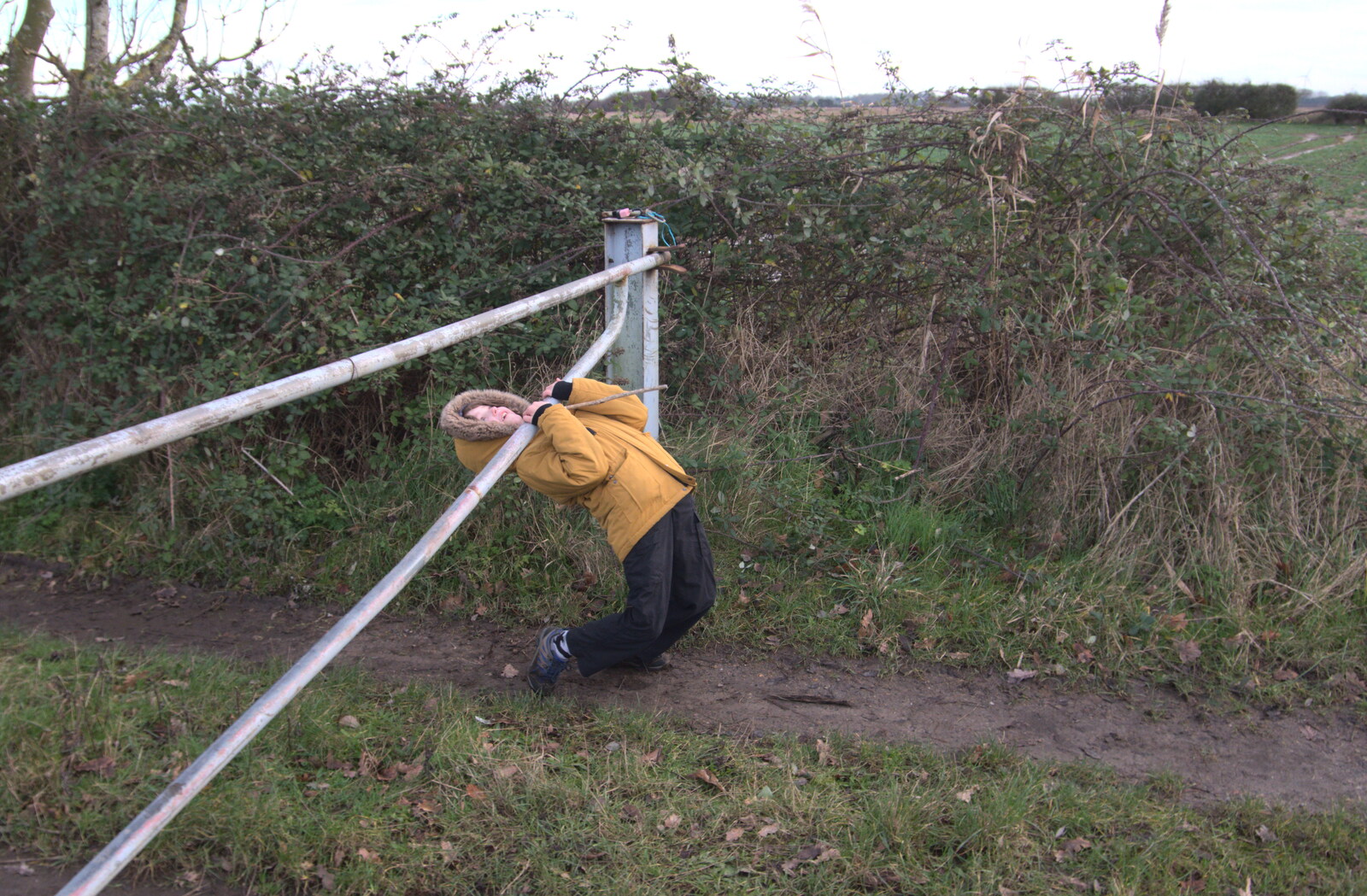 Fred gets stuck trying to limbo under a gate from To See the Seals, Horsey Gap, Norfolk - 10th January 2020