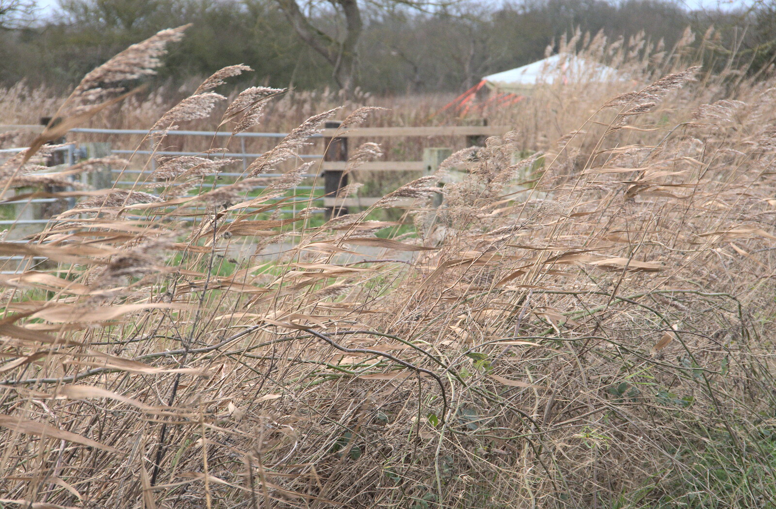 The grasses are blown horizontal by the strong wind from To See the Seals, Horsey Gap, Norfolk - 10th January 2020