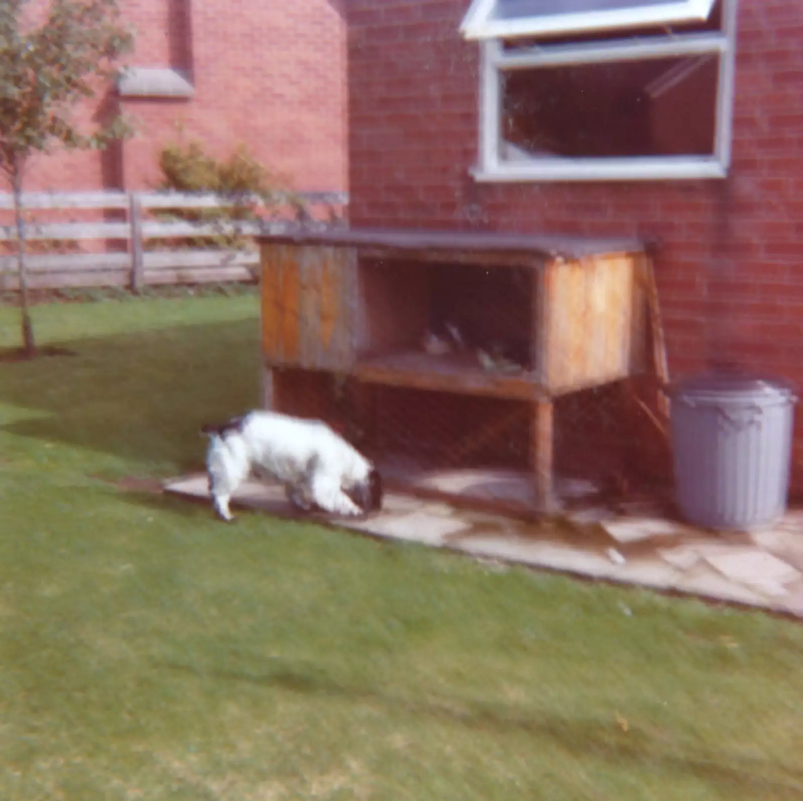 Bob the spaniel sniffs around under the rabbit hutch, from Family History: Birtle's Close, Sandbach, Cheshire - 24th January 2020