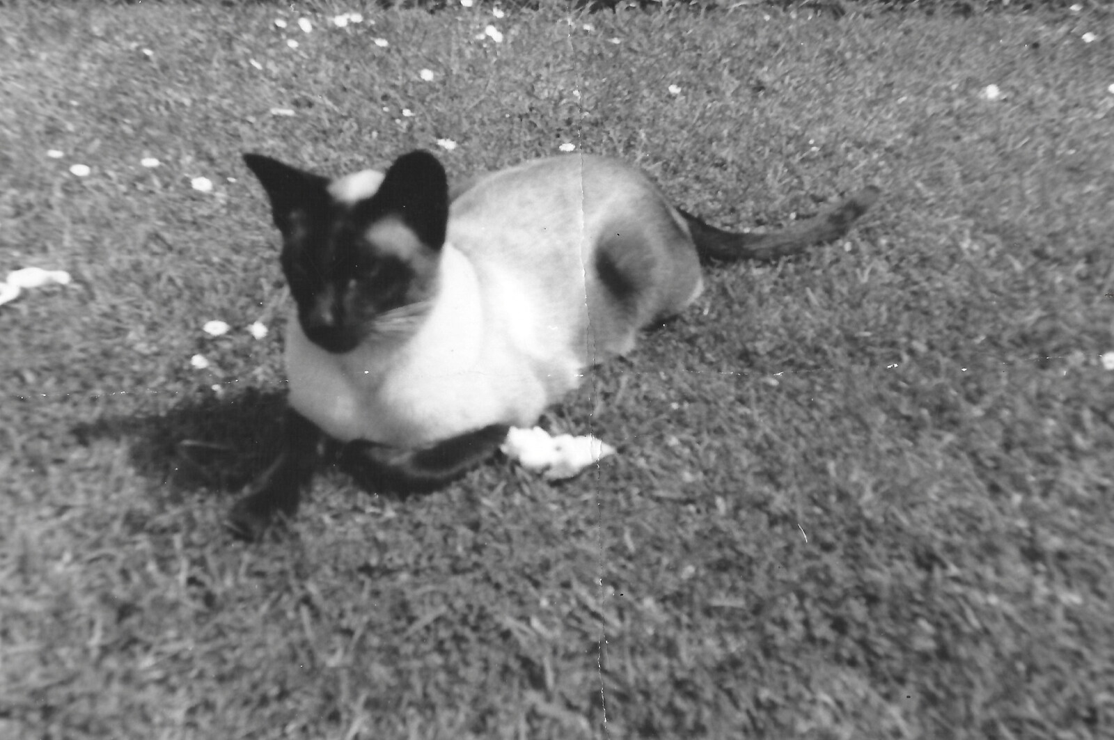 Rupert the cat from Family History: Raven Road, Timperley, Altrincham - 24th January 2020