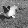 Rupert the cat, Family History: Raven Road, Timperley, Altrincham - 24th January 2020