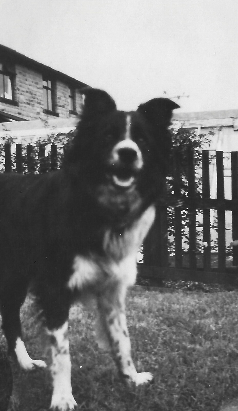 Family History: The 1940s and 1950s - 24th January 2020: Raff the dog
