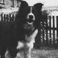 Family History: The 1940s and 1950s - 24th January 2020, Raff the dog