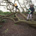 The boys are up a tree, A Trip to Orford, Suffolk - 25th January 2020