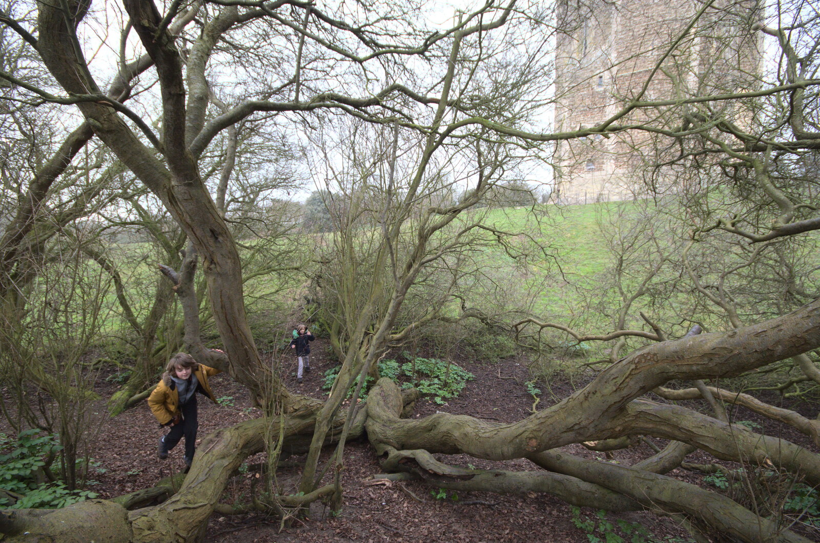 A Trip to Orford, Suffolk - 25th January 2020: The boys in one of their favourite climbey trees 