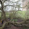 The boys in one of their favourite climbey trees , A Trip to Orford, Suffolk - 25th January 2020