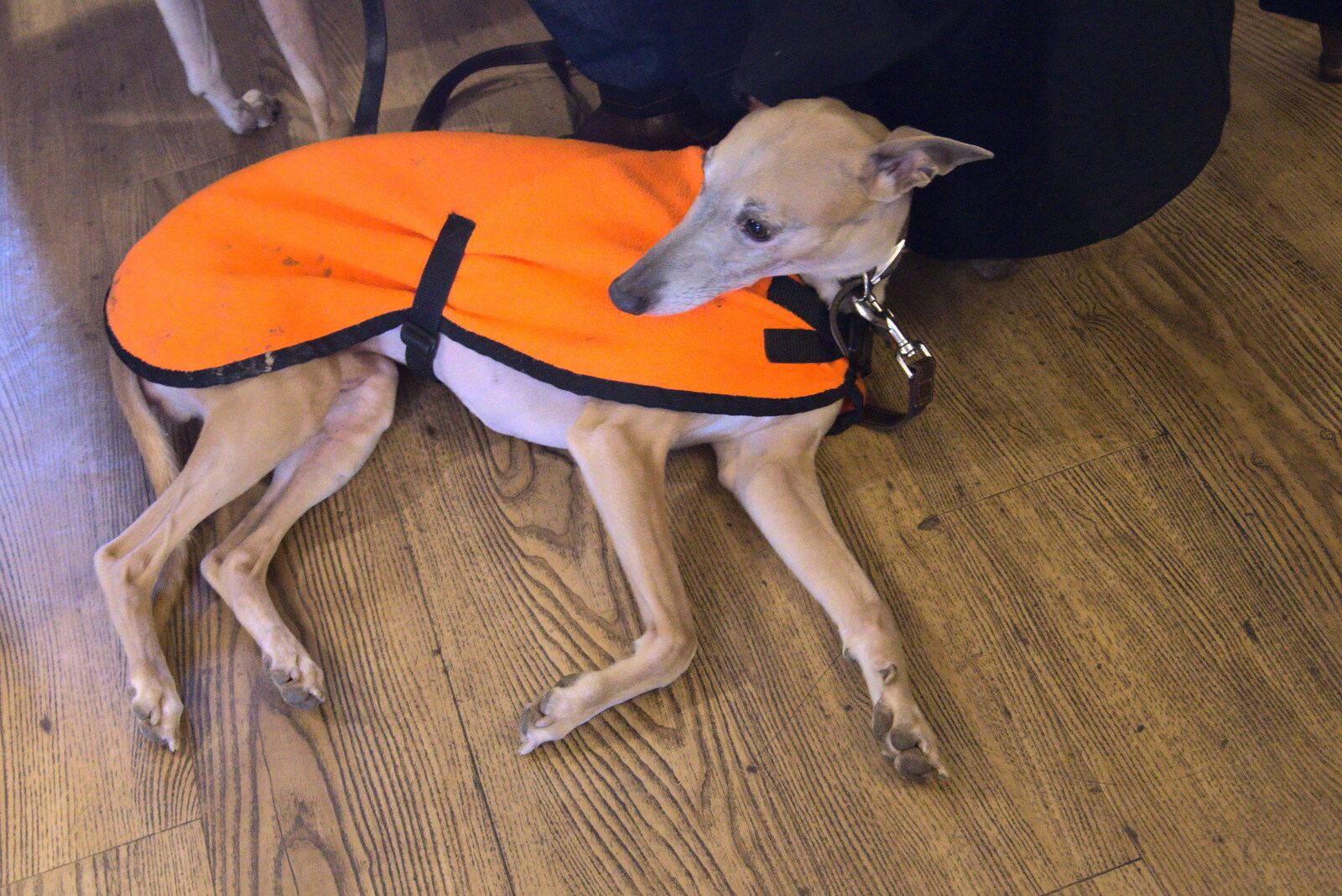 A Trip to Orford, Suffolk - 25th January 2020: A whippet in a coat