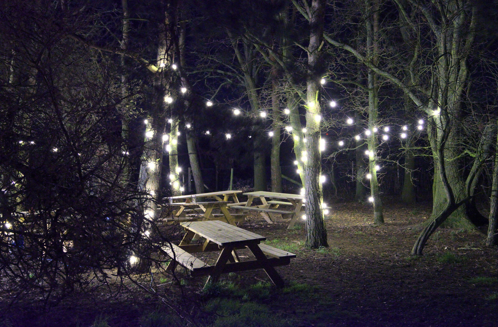 Outside, trees are lit up from The Star Wing Winter Beer Fest, Redgrave, Suffolk - 31st January 2020