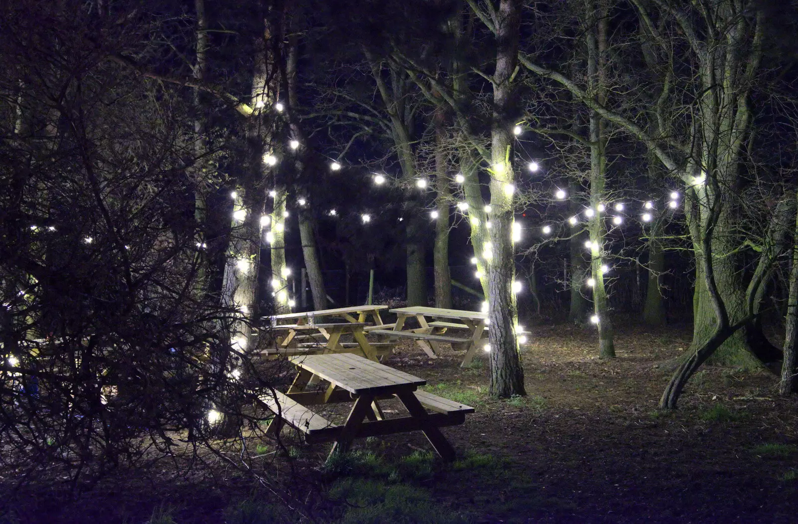 Outside, trees are lit up, from The Star Wing Winter Beer Fest, Redgrave, Suffolk - 31st January 2020