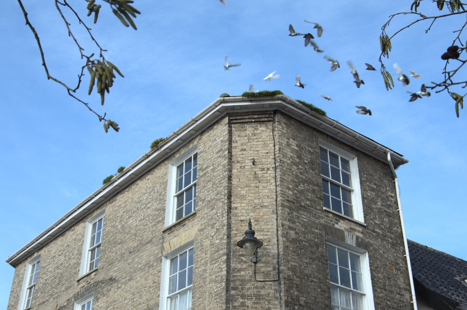 Pigeons on the roof from Snowdrops at Talconeston Hall, Tacolneston, Norfolk - 7th February 2020