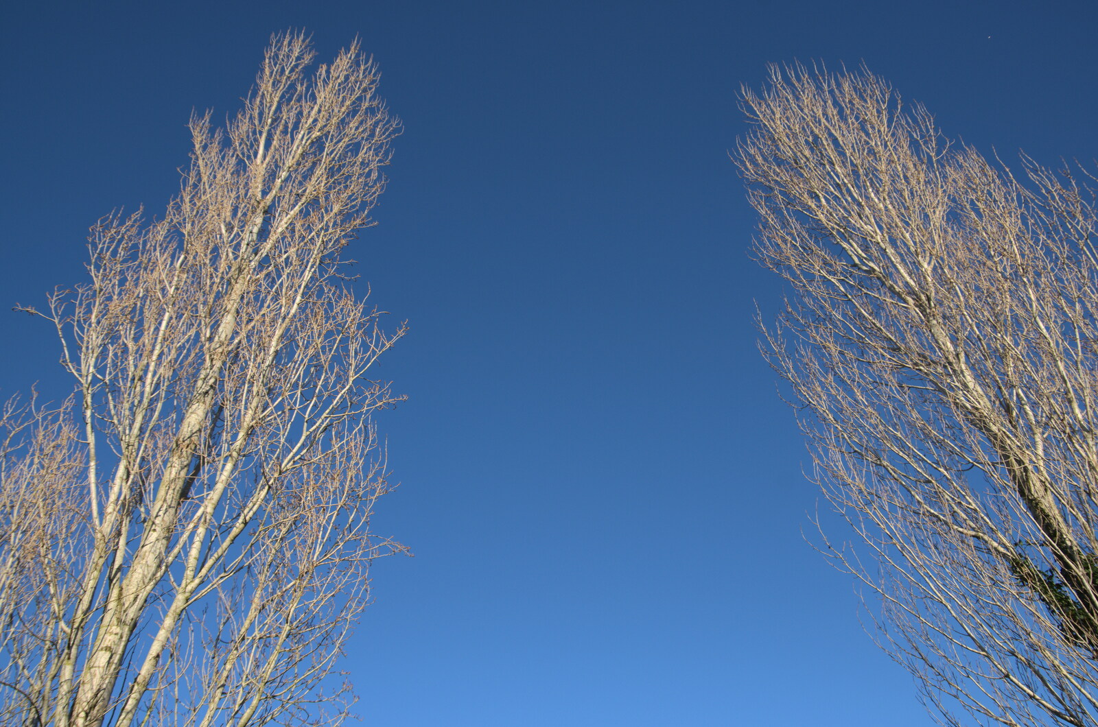 Silvery trees in a blue sky from Snowdrops at Talconeston Hall, Tacolneston, Norfolk - 7th February 2020