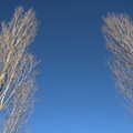 Silvery trees in a blue sky, Snowdrops at Talconeston Hall, Tacolneston, Norfolk - 7th February 2020