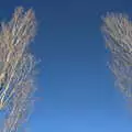 Silvery trees in a blue sky, Snowdrops at Talconeston Hall, Tacolneston, Norfolk - 7th February 2020