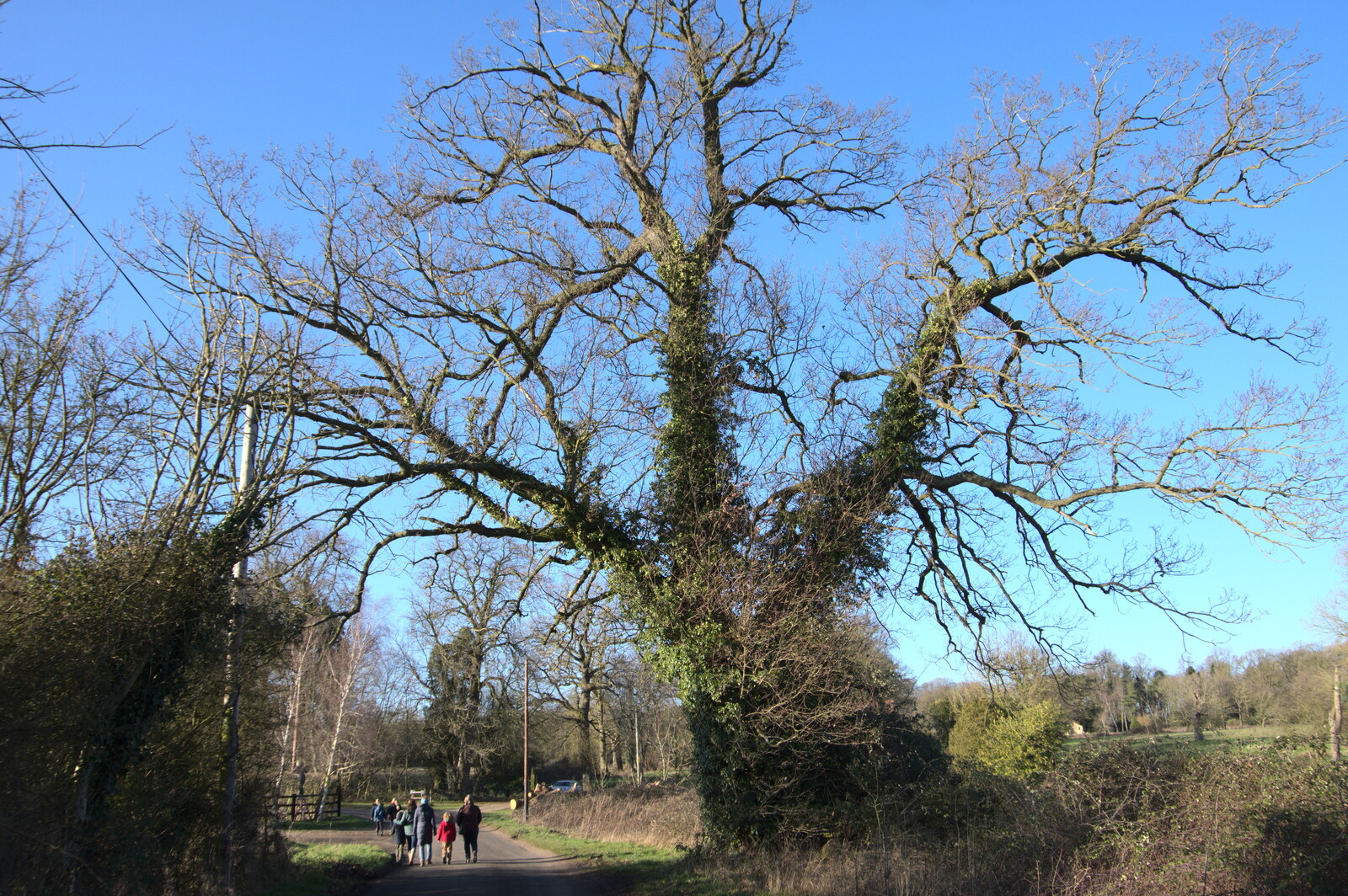 A massive gnarled oak from Snowdrops at Talconeston Hall, Tacolneston, Norfolk - 7th February 2020