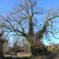 A massive gnarled oak, Snowdrops at Talconeston Hall, Tacolneston, Norfolk - 7th February 2020