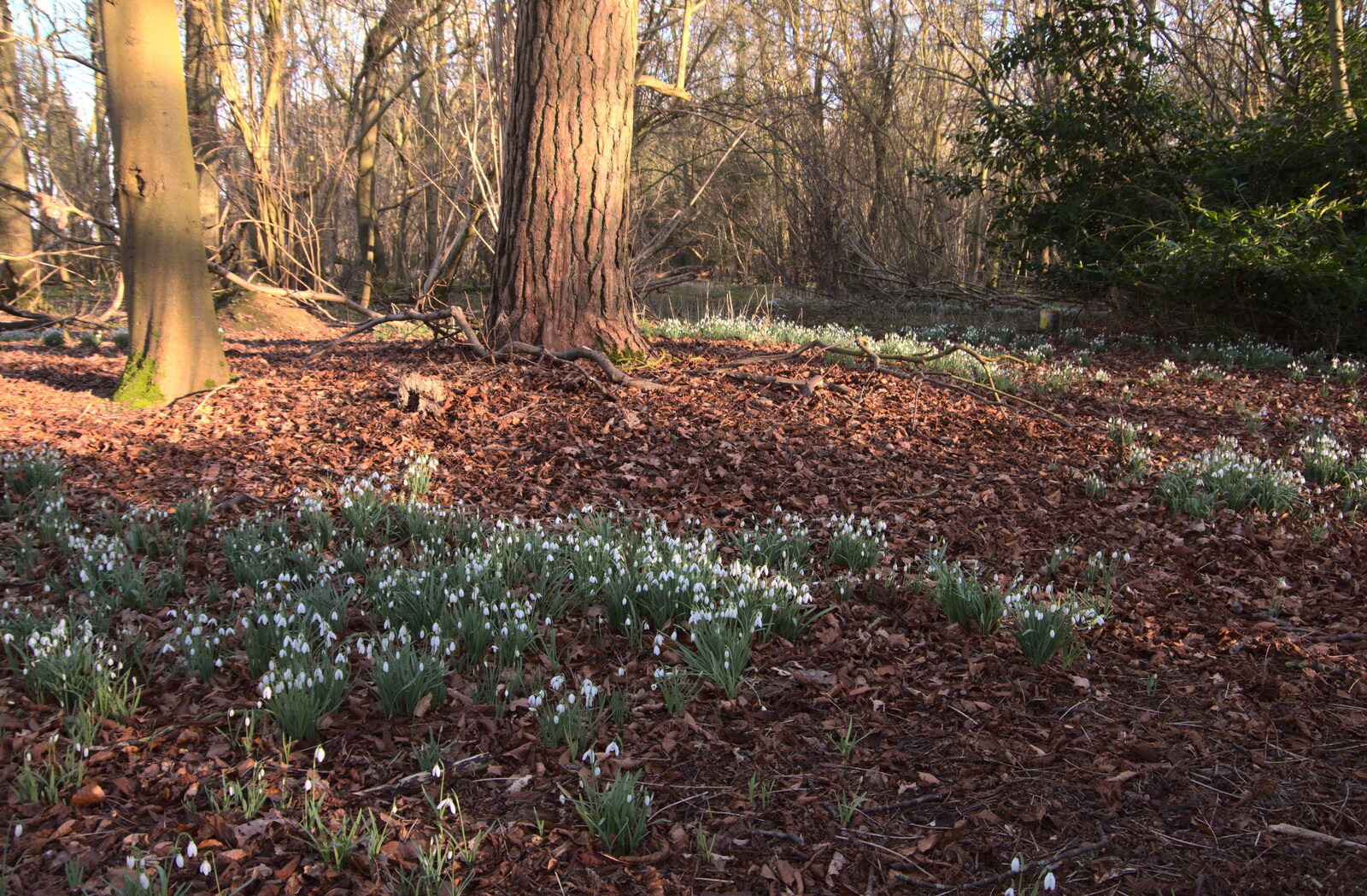 Winter woods from Snowdrops at Talconeston Hall, Tacolneston, Norfolk - 7th February 2020