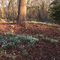 Winter woods, Snowdrops at Talconeston Hall, Tacolneston, Norfolk - 7th February 2020