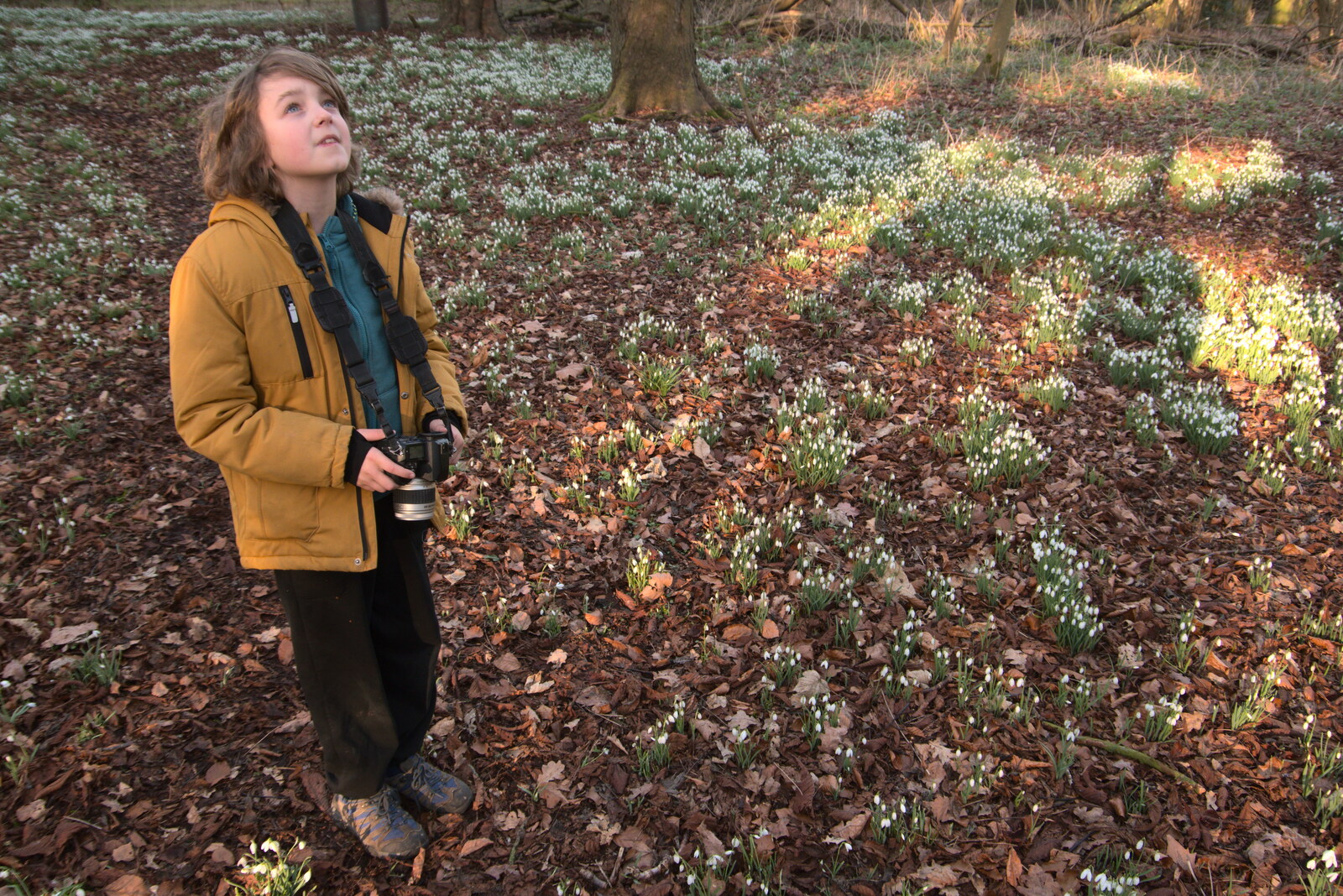 Fred looks around for a photo from Snowdrops at Talconeston Hall, Tacolneston, Norfolk - 7th February 2020