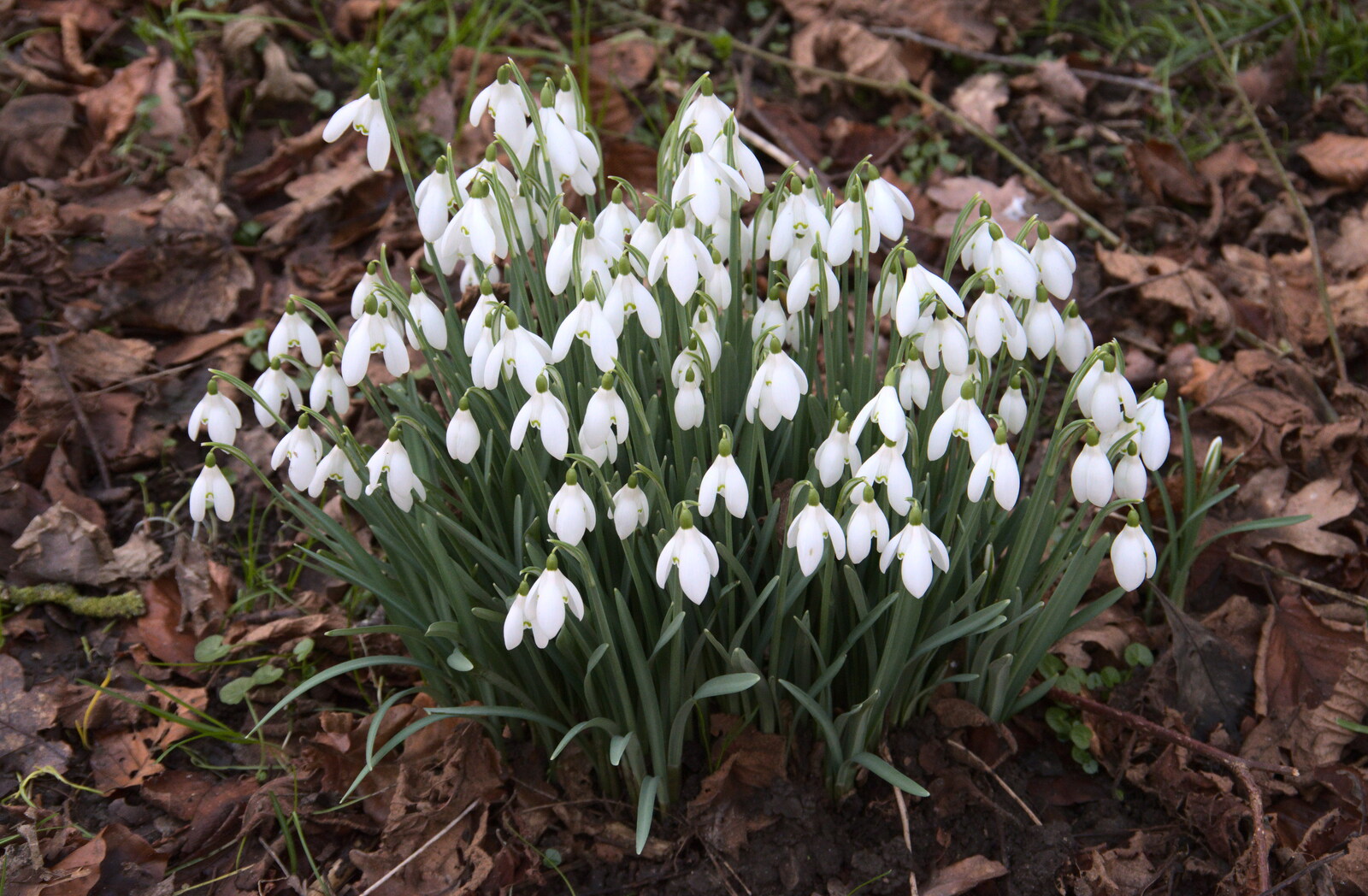 The snowdrops of early spring from Snowdrops at Talconeston Hall, Tacolneston, Norfolk - 7th February 2020