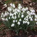 The snowdrops of early spring, Snowdrops at Talconeston Hall, Tacolneston, Norfolk - 7th February 2020