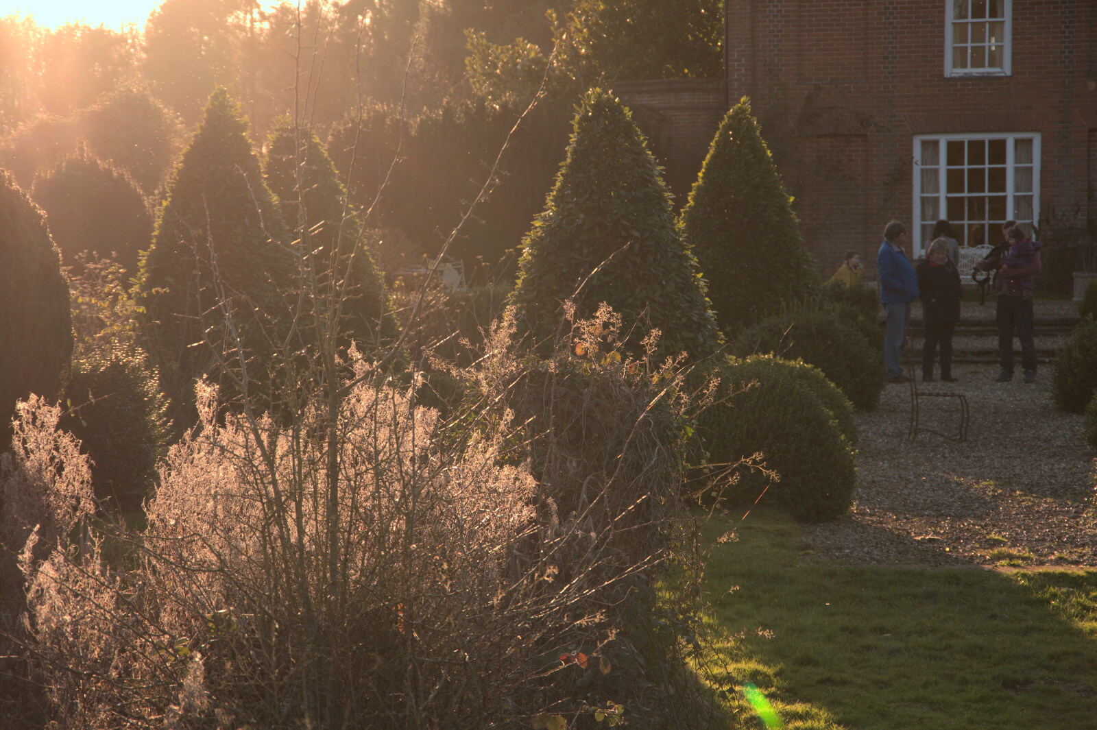 Pointy topiary in the setting sun from Snowdrops at Talconeston Hall, Tacolneston, Norfolk - 7th February 2020