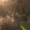 Pointy topiary in the setting sun, Snowdrops at Talconeston Hall, Tacolneston, Norfolk - 7th February 2020