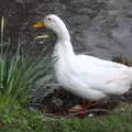 A duck waddles around outside, A Trip to Harry Potter World, Leavesden, Hertfordshire - 16th February 2020