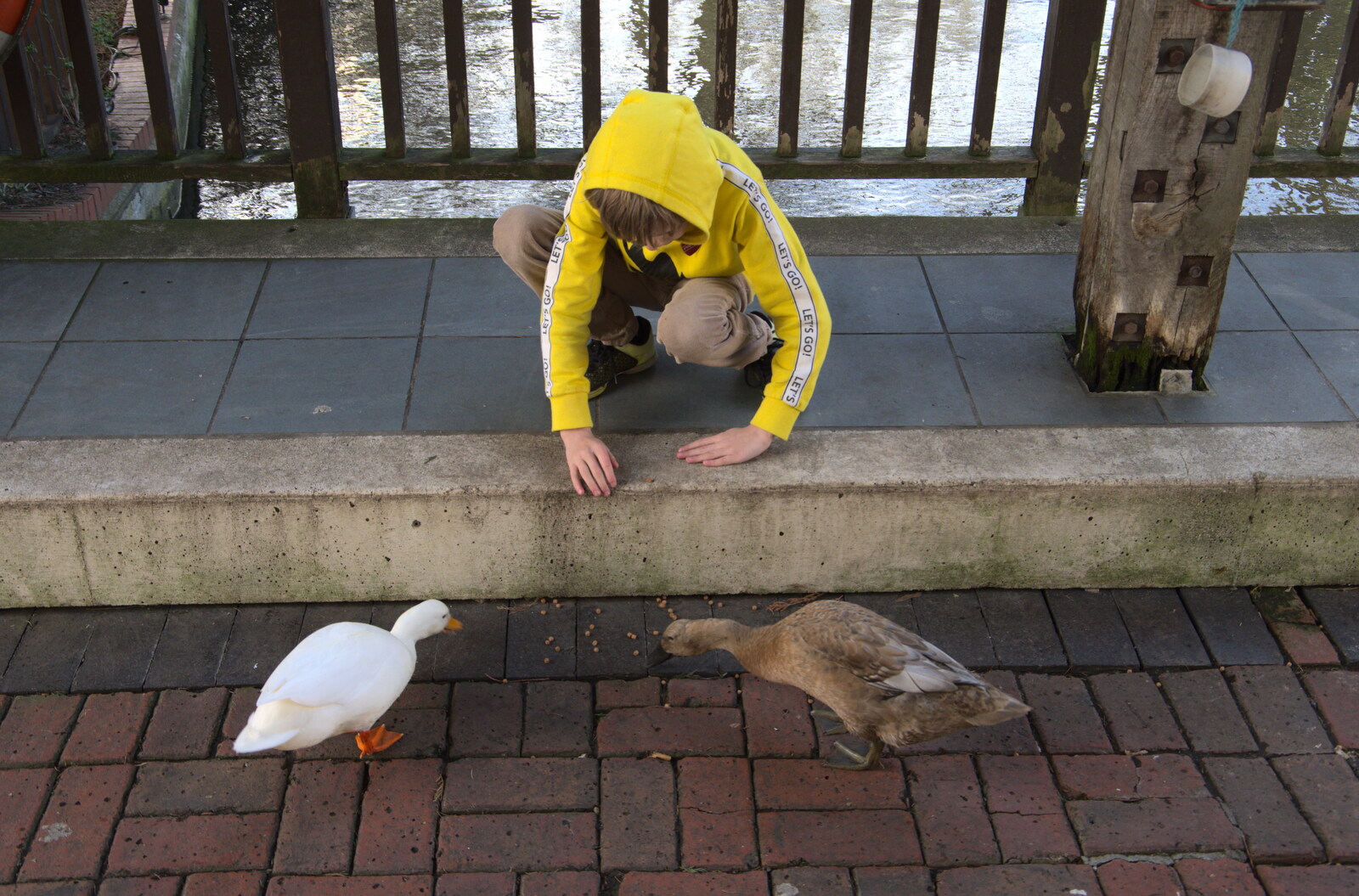 Harry gets close to the ducks from HMS Belfast and the South Bank, Southwark, London - 17th February 2020