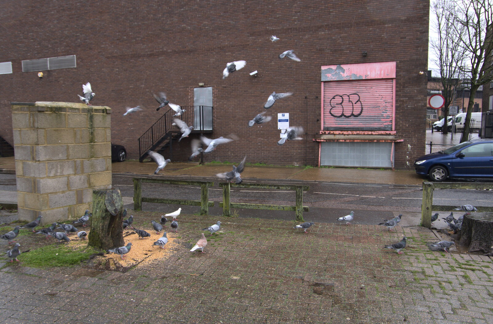 Pigeons explode into the sky from Fred's Flute Exam, Ipswich, Suffolk - 5th March 2020