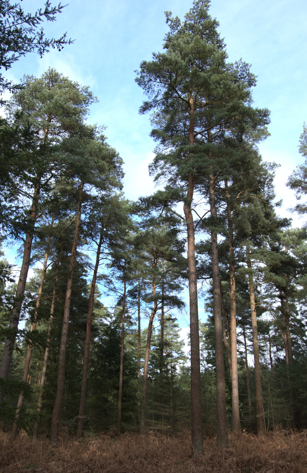 The trees of Brandon forest from A Trip to High Lodge, Brandon, Suffolk - 7th March 2020