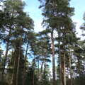 The trees of Brandon forest, A Trip to High Lodge, Brandon, Suffolk - 7th March 2020
