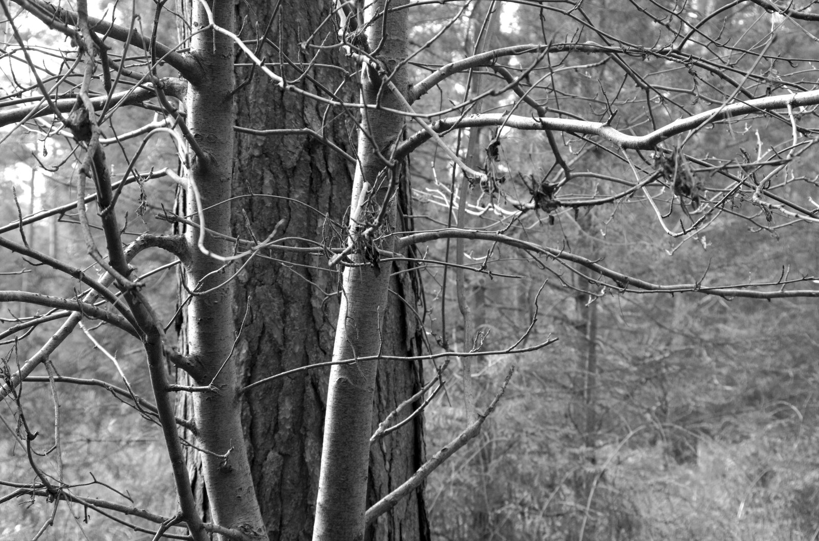 Black and white trees from A Trip to High Lodge, Brandon, Suffolk - 7th March 2020