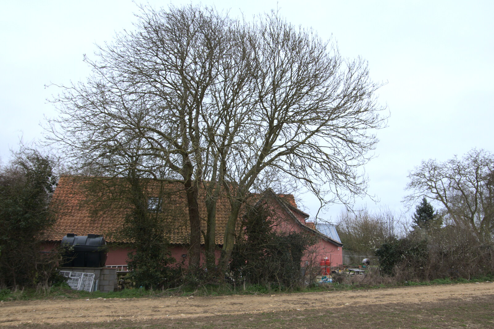 The big ash tree behind the garage from Life Before Lockdown: A March Miscellany - 22nd March 2020