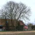 The big ash tree behind the garage, Life Before Lockdown: A March Miscellany - 22nd March 2020