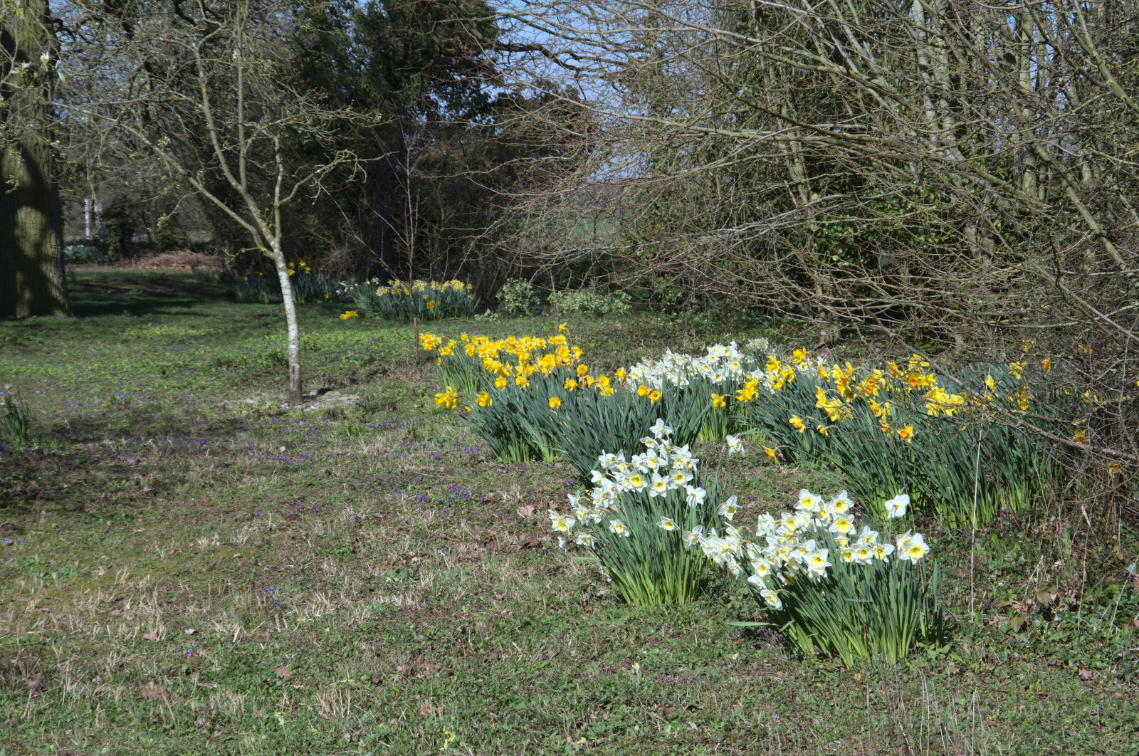 Some late daffodils from Life Before Lockdown: A March Miscellany - 22nd March 2020