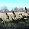 The 'perching falcons' on Victoria Hill , Life Before Lockdown: A March Miscellany - 22nd March 2020