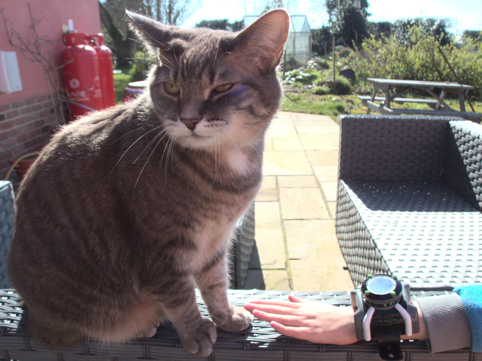 Harry reaches out to Boris the Stripey Cat from An April Lockdown Miscellany, Eye, Suffolk - 10th April 2020