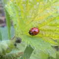 Fred gets a nice close-up of a ladybird, An April Lockdown Miscellany, Eye, Suffolk - 10th April 2020