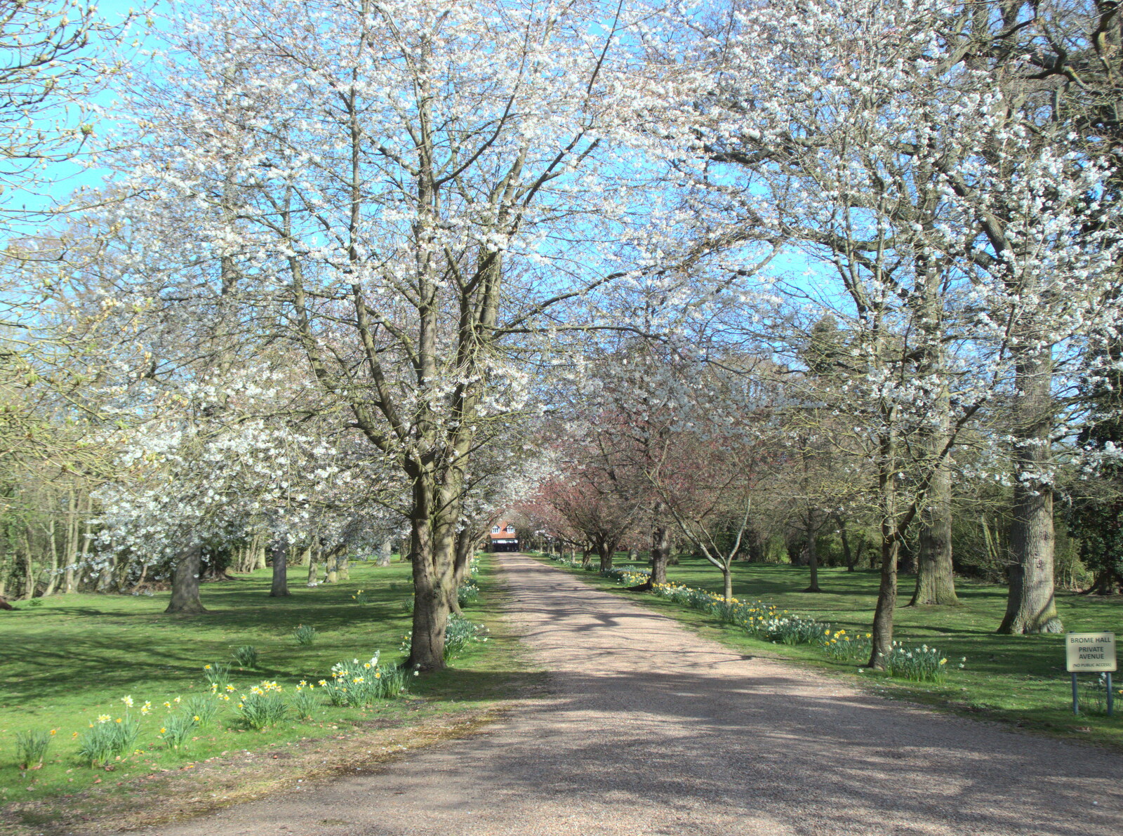 The blossom is out on the drive up to Brome Hall from An April Lockdown Miscellany, Eye, Suffolk - 10th April 2020