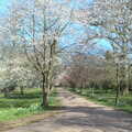 The blossom is out on the drive up to Brome Hall, An April Lockdown Miscellany, Eye, Suffolk - 10th April 2020