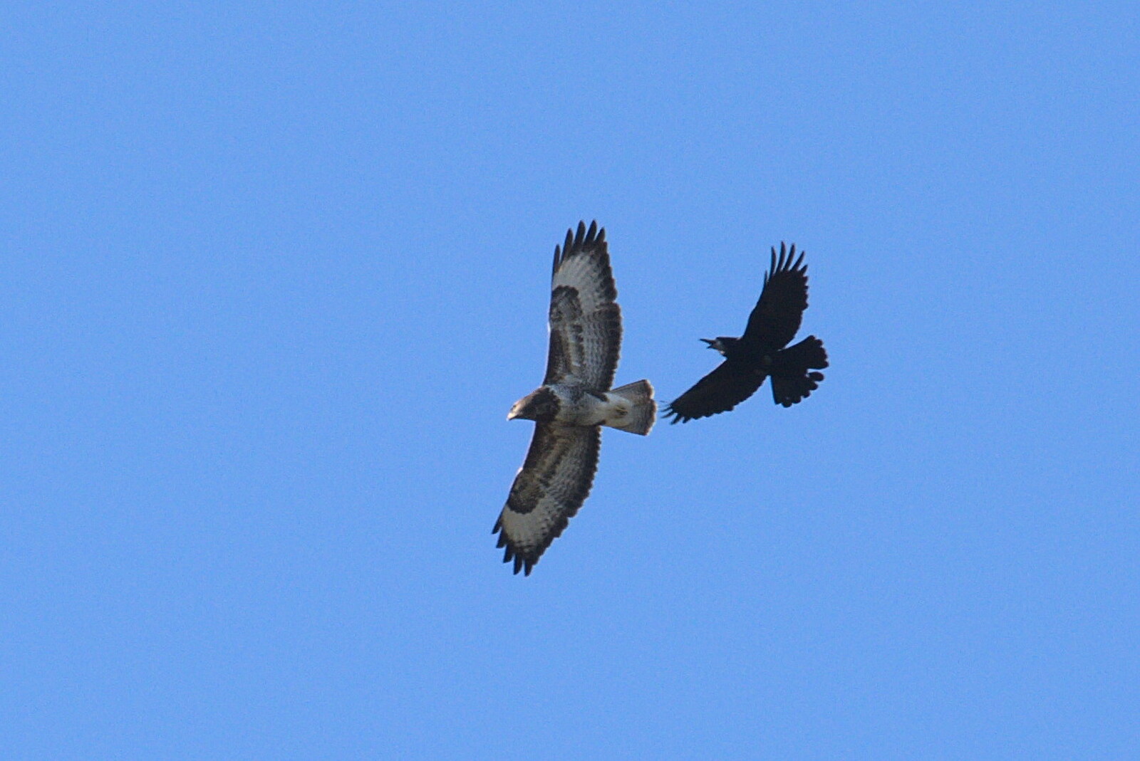 A crow fights off a buzzard from An April Lockdown Miscellany, Eye, Suffolk - 10th April 2020