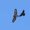 A crow fights off a buzzard, An April Lockdown Miscellany, Eye, Suffolk - 10th April 2020