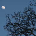 The moon rises over the walnut tree, An April Lockdown Miscellany, Eye, Suffolk - 10th April 2020