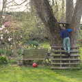 Harry pokes around in the walnut tree, An April Lockdown Miscellany, Eye, Suffolk - 10th April 2020