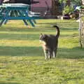 Boris roams the garden, A Weekend Camping Trip in the Garden, Brome, Suffolk - 11th April 2020