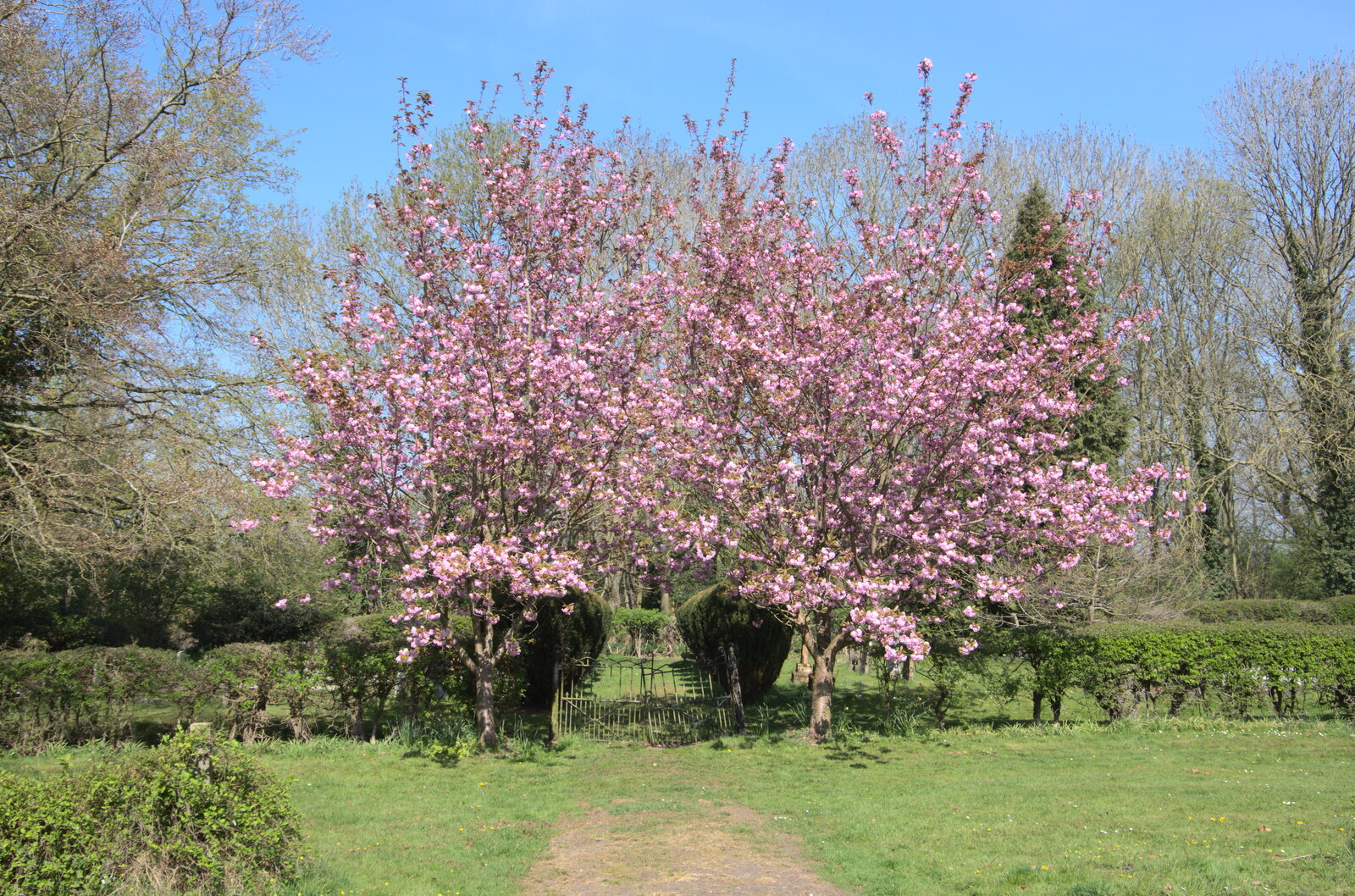 The blossom is out from A Weekend Camping Trip in the Garden, Brome, Suffolk - 11th April 2020